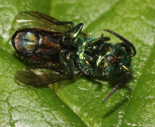 Réf. 344 862 : Chrysis (insperata-rutilans)